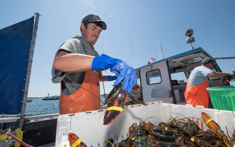 A young lobster boat crewman in orange bibs and blue gloves sorts banded lobsters into a tote on deck in Islesford, Maine, as the captain works behind him