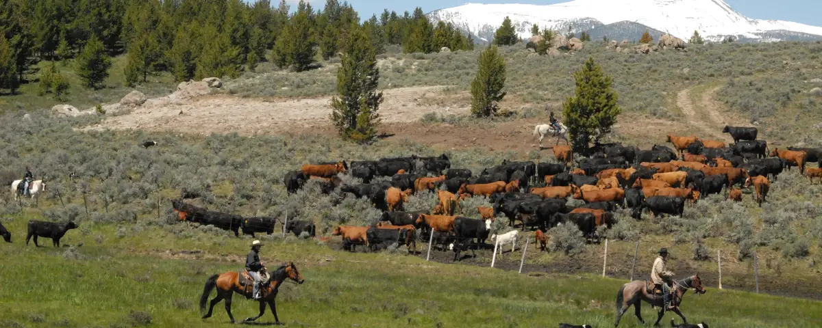 Cowboy and Ranch Hand Jobs: No Experience Required?