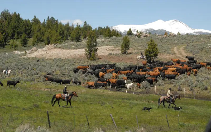 Cattle on an open range