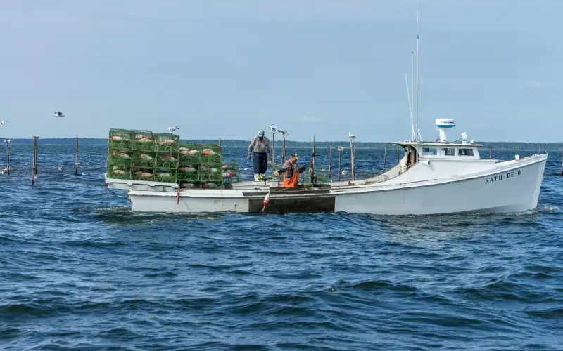 Two crew members work on the deck of a white Chesapeake Bay workboat stacked with green crab pots, setting pots on open water