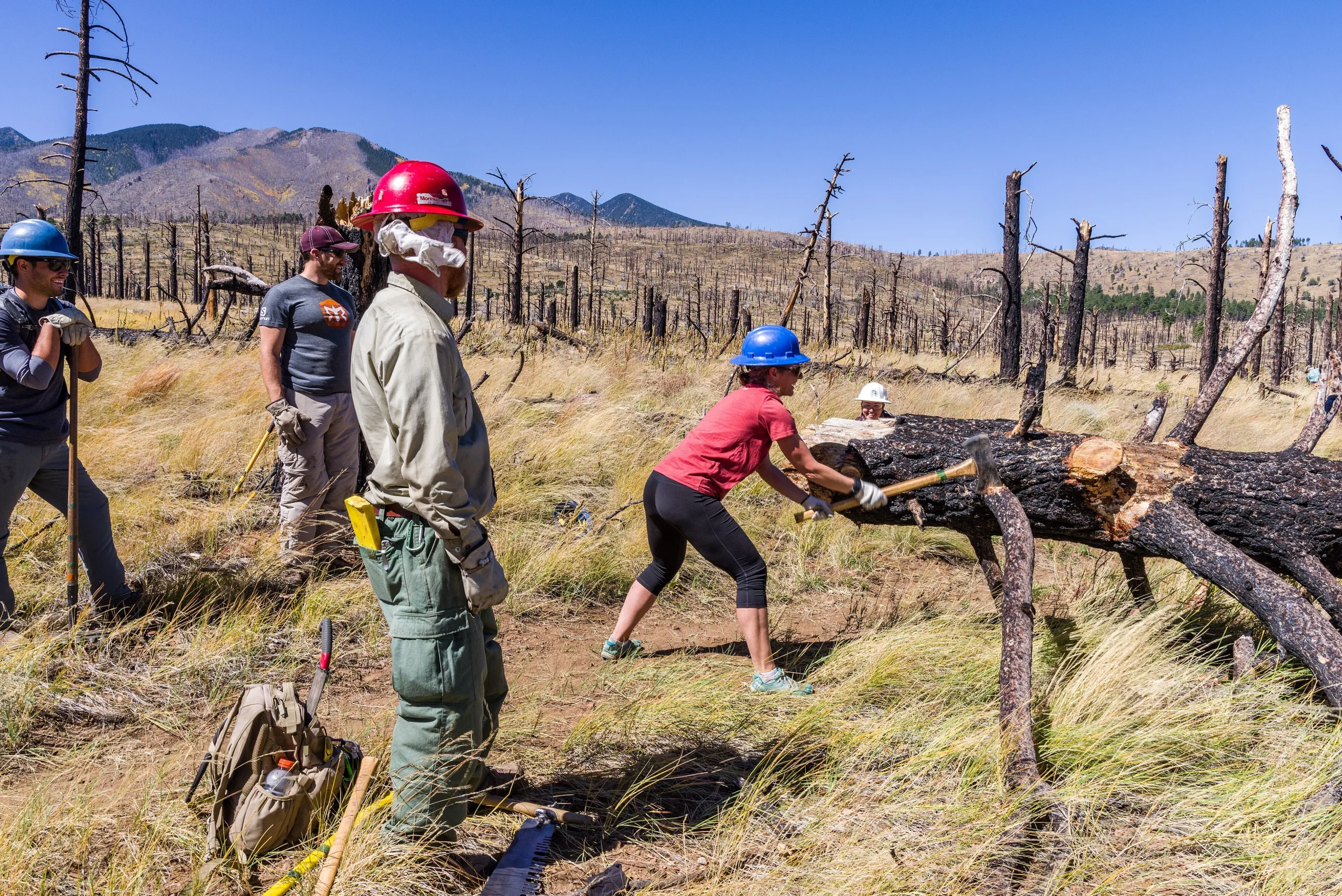 A crew in hard hats clearing fallen logs with a crosscut saw in a burned forest, with mountains in the distance.