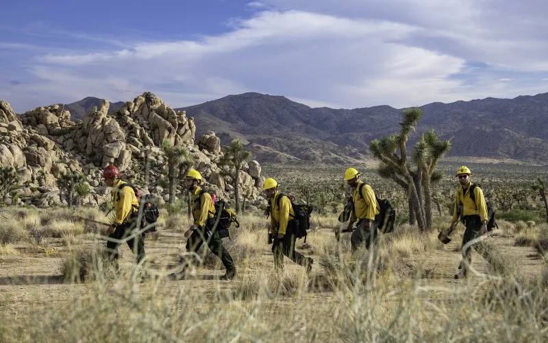 Five wildland firefighters in yellow shirts and hard hats hike with packs and hand tools across desert grassland among Joshua trees.