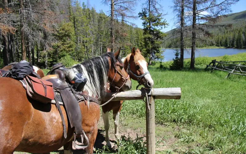 Webb Lake Horses