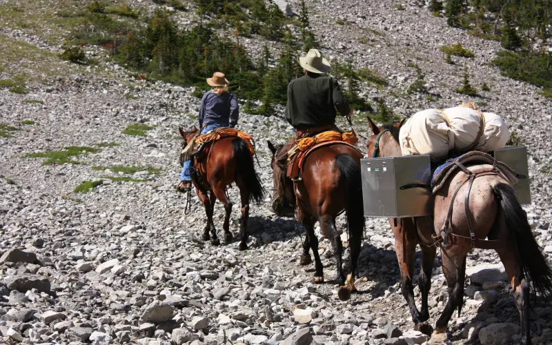 Pack string in the Bob Marshall Wilderness