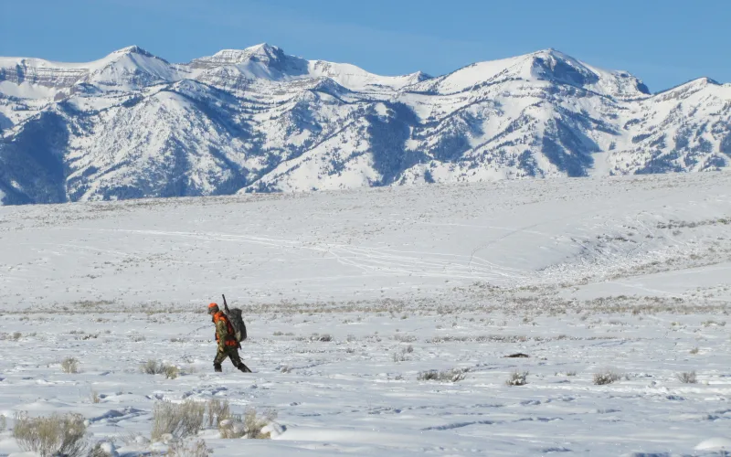 A hunter in blaze orange with a rifle and pack walks across snowy sagebrush flats below snow-covered mountains on the National Elk Refuge in Wyoming.