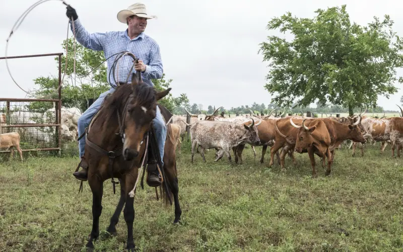 A cowhand in a straw hat swings a rope from his horse beside a herd of longhorn cattle on a Texas ranch on branding day