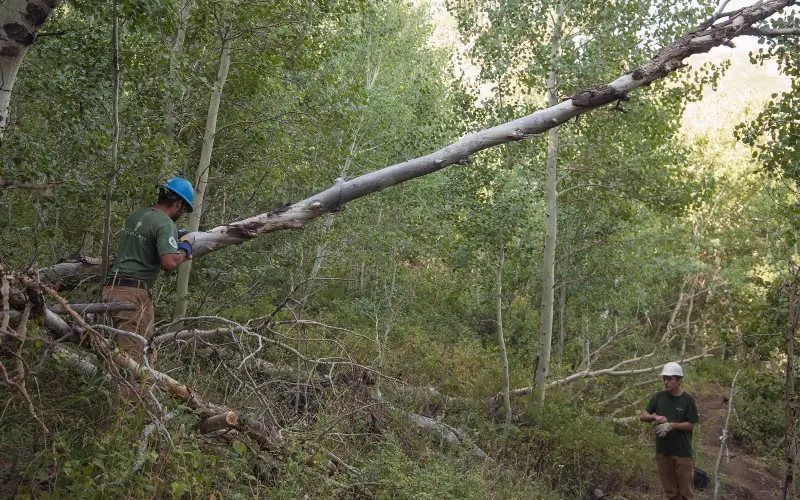 Two Nevada Conservation Corps crew members in hard hats removing a dead tree overhanging a trail in Lamoille Canyon, Humboldt-Toiyabe National Forest