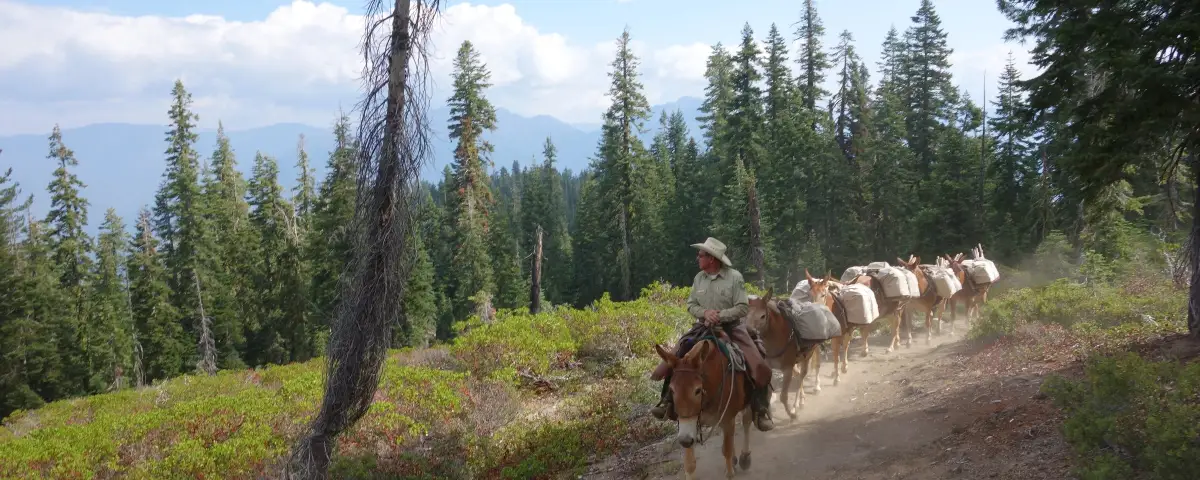 Horse and Mule Packer Jobs: Skills, Pay and Who Hires