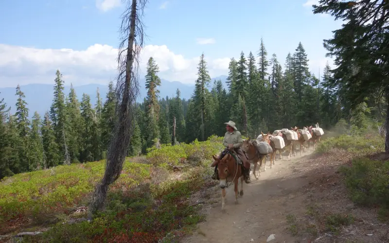 A U.S. Forest Service packer on a mule leads a string of loaded pack mules along a forest trail
