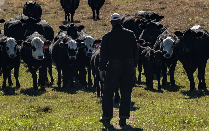 A rancher in coveralls walks into a herd of black and black-baldy cattle on green pasture.