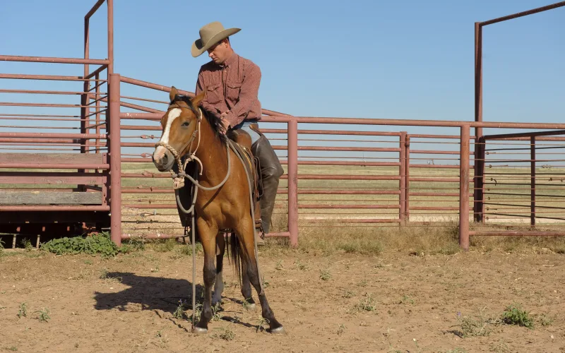A ranch hand in a felt hat and chaps sits on a bay horse in steel cattle pens on a West Texas ranch