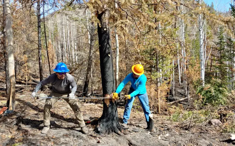 Two seasonal Forest Service trail and wilderness crew members felling a burned tree with a two-person crosscut saw during saw training on the Ashley National Forest, Utah