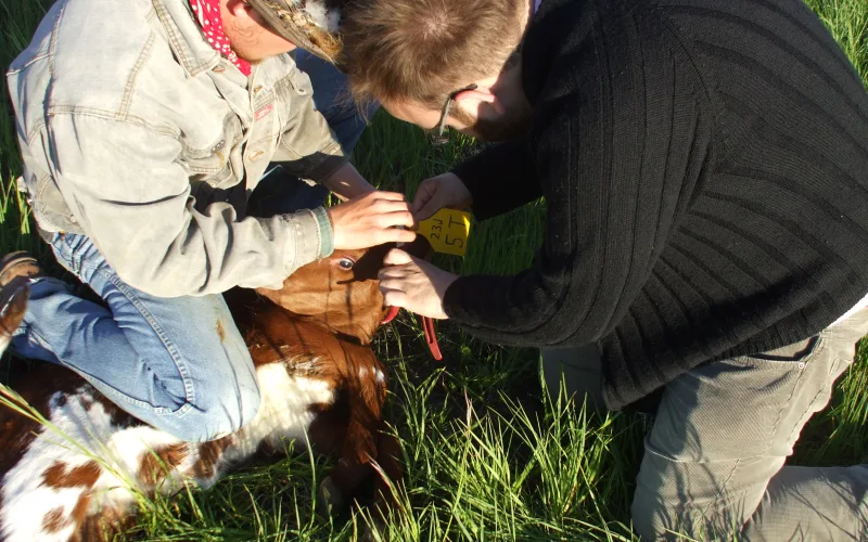 Two men kneel in green grass holding down a red and white calf while one fits a yellow ear tag.