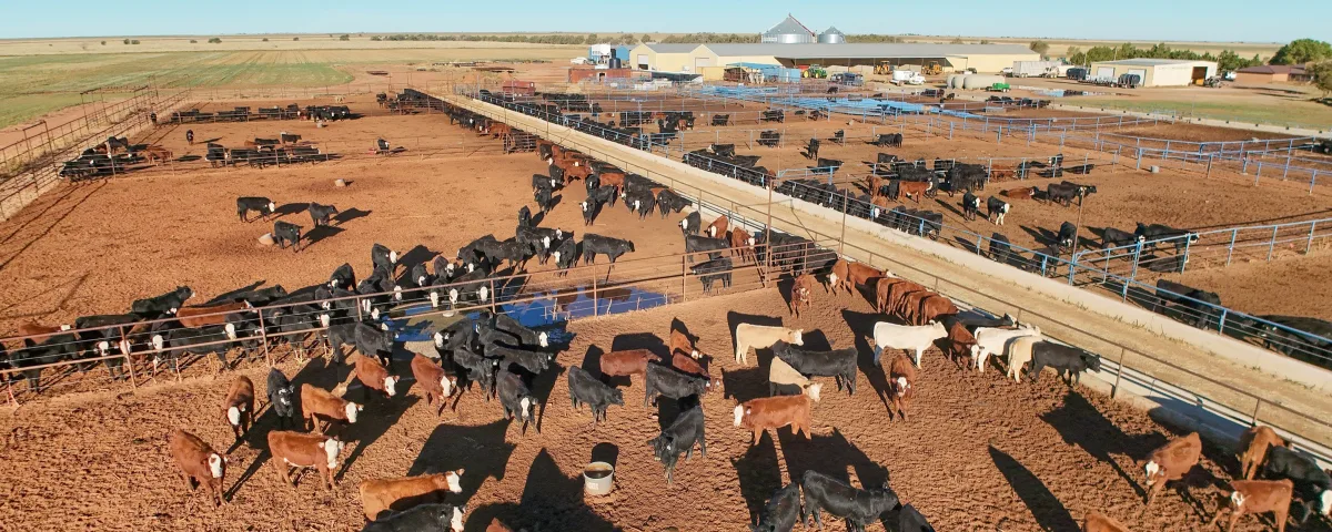 Pen Rider Jobs: What Feedlot Cowboys Do, What They Earn and How to Get Hired