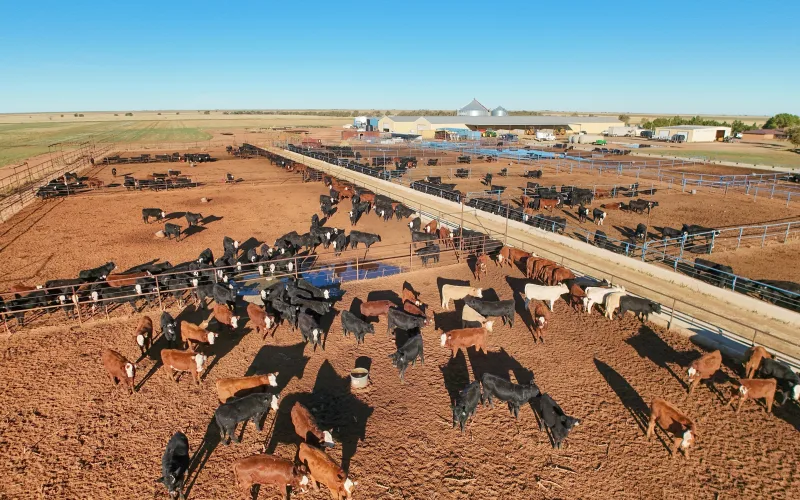 Aerial view of feedlot pens with black, red and white-faced cattle, a feed alley, water tanks and a feed mill on the plains south of Portales, New Mexico.