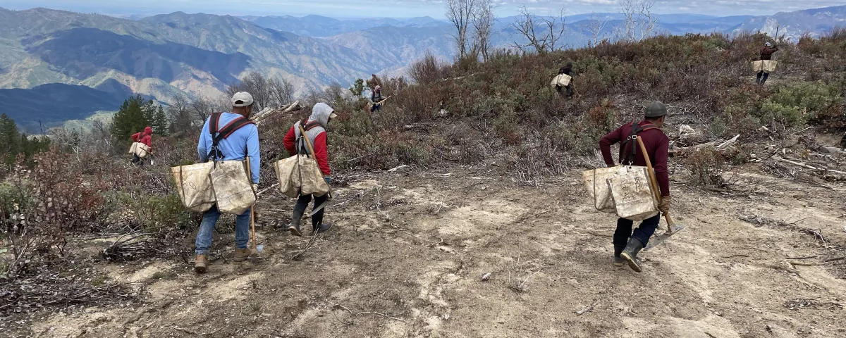 Tree Planting Jobs: Piece Rates, Camp Life and How to Get Hired for Spring 2027